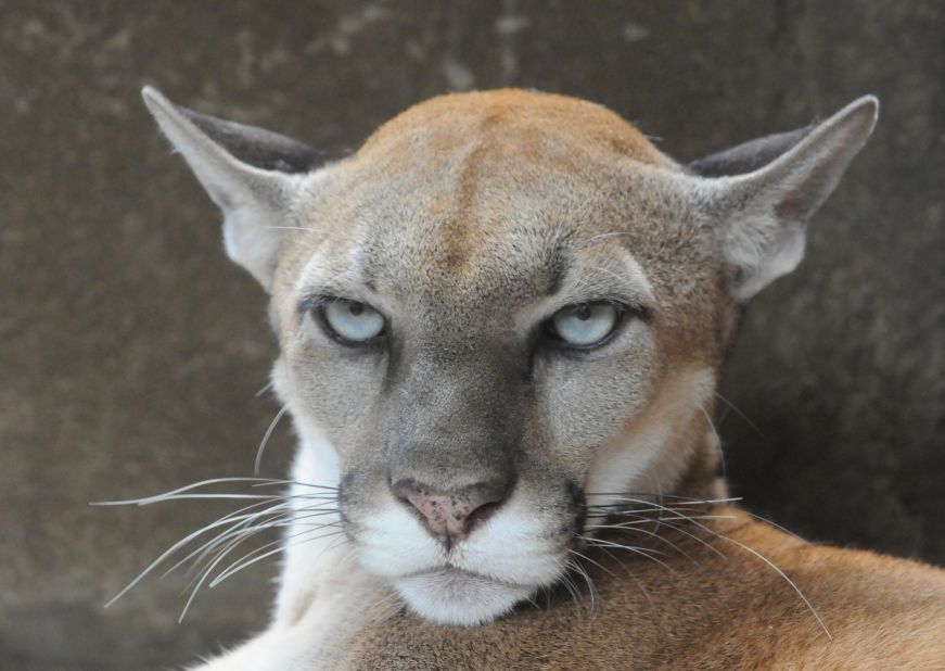 A mountain lion (puma concolor), one of the species of wild animals observed during the study.