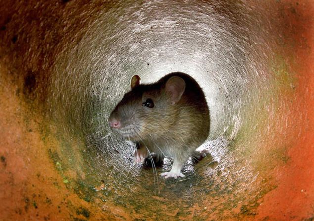 Rats have long been thought to have a "sixth sense" that can warn them about upcoming earthquakes.