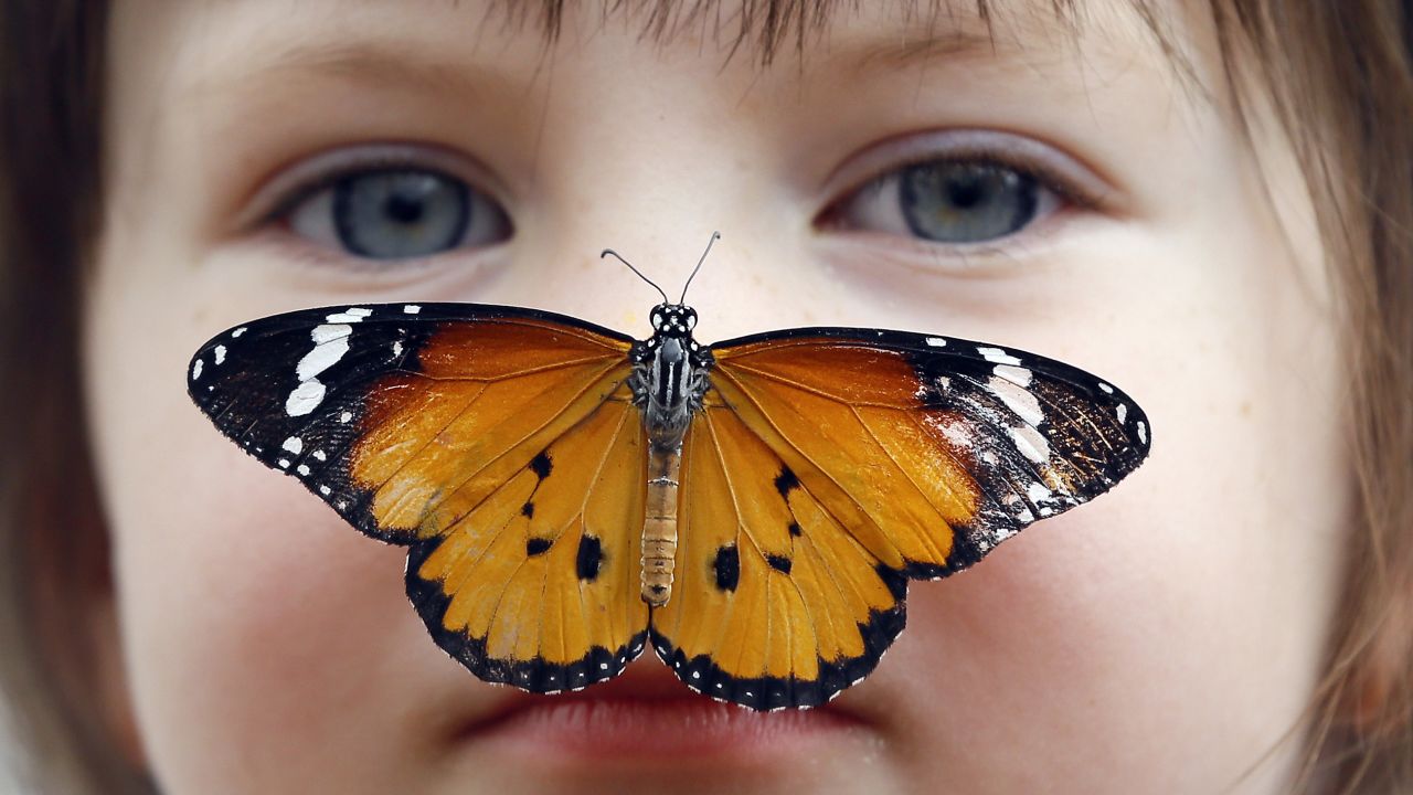 Georgia Ball Keely, 4, holds still as a butterfly lands on her nose Tuesday, March 31, at the Natural History Museum in London. Hundreds of live tropical butterflies are featured at a museum exhibition that runs until September 13.