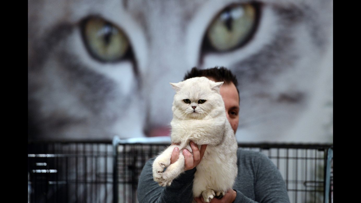 A British Shorthair cat takes part in the World Cat Show in Athens, Greece, on Sunday, March 29.