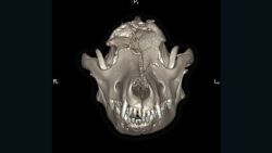 theia the dog skull image