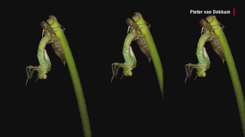 dragonfly metamorphosis timelapse orig_00005028.jpg