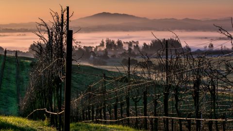 A rolling hillside of pinot noir vineyards near Cotati, California. 