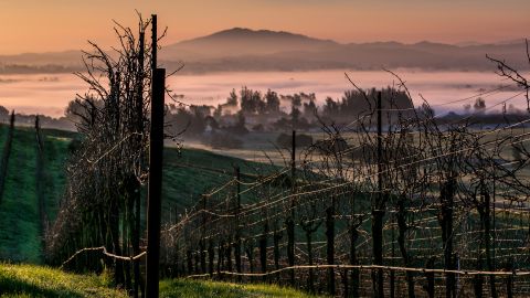 A rolling hillside of pinot noir vineyards near Cotati, California.