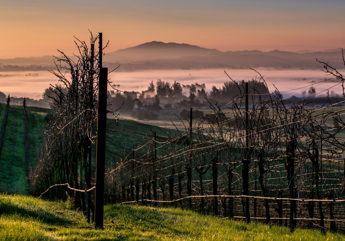 A rolling hillside of pinot noir vineyards near Cotati, California. 