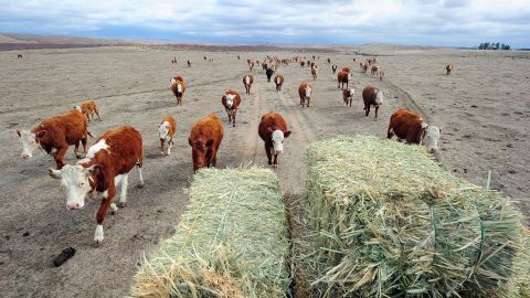 Hay is delivered to feed a herd of cattle at Nathan Carver's ranch. Carver's family has worked the land for five generations outside Delano, in California's Central Valley. The worst drought in decades reduced the spread to a moonscape.