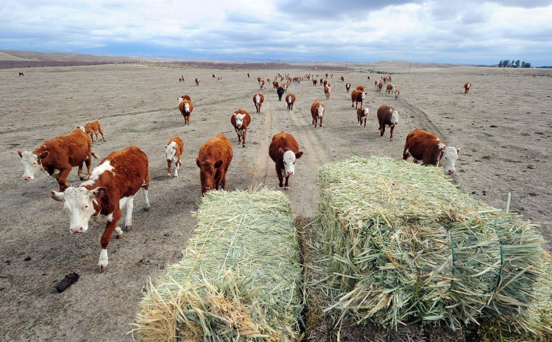 Hay is delivered to feed a herd of cattle at Nathan Carver's ranch. Carver's family has worked the land for five generations outside Delano, in California's Central Valley. The worst drought in decades reduced the spread to a moonscape.