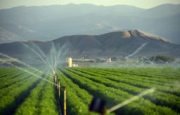 Fields of carrots are watered in late March 2015 in Kern County, California, which became the nation's No. 2 crop county for the first time in 2013.