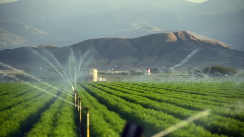 Fields of carrots are watered in late March 2015 in Kern County, California, which became the nation's No. 2 crop county for the first time in 2013.