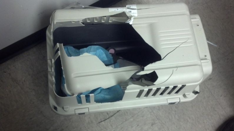 Felix escaped through a large hole in the top of the cat's carrier.