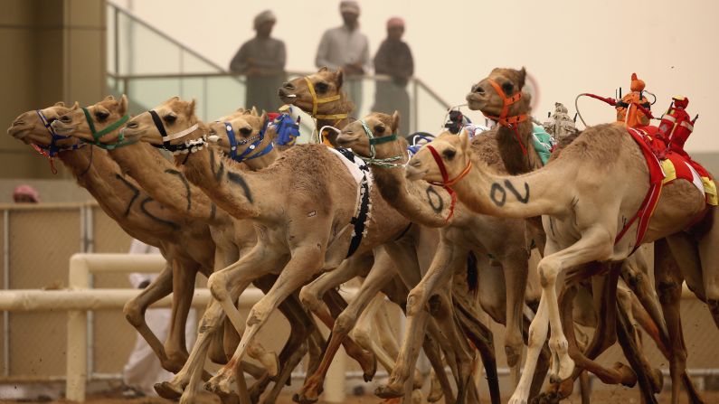 Robotic jockeys ride camels during a race in Dubai, United Arab Emirates, on Thursday, April 2. Camels in the region used to be raced by children, <a target="_blank" target="_blank">but that changed to robots over the years. </a>
