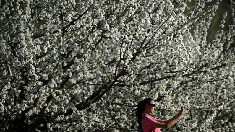 A woman takes a selfie with cherry blossom trees in Jerte, Spain, on Thursday, April 2.