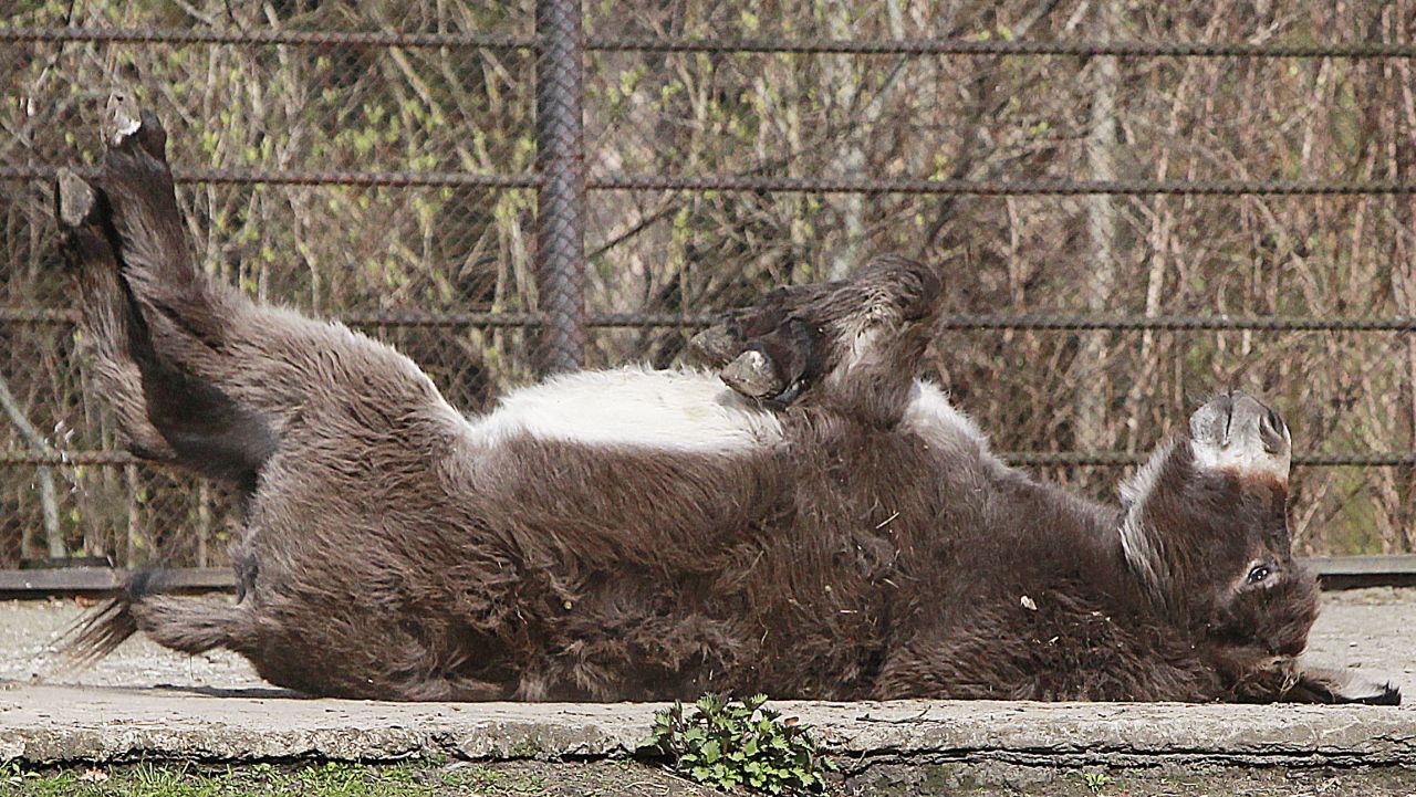 A donkey savors warm weather at a zoo in Warsaw, Poland, on Wednesday, April 8.