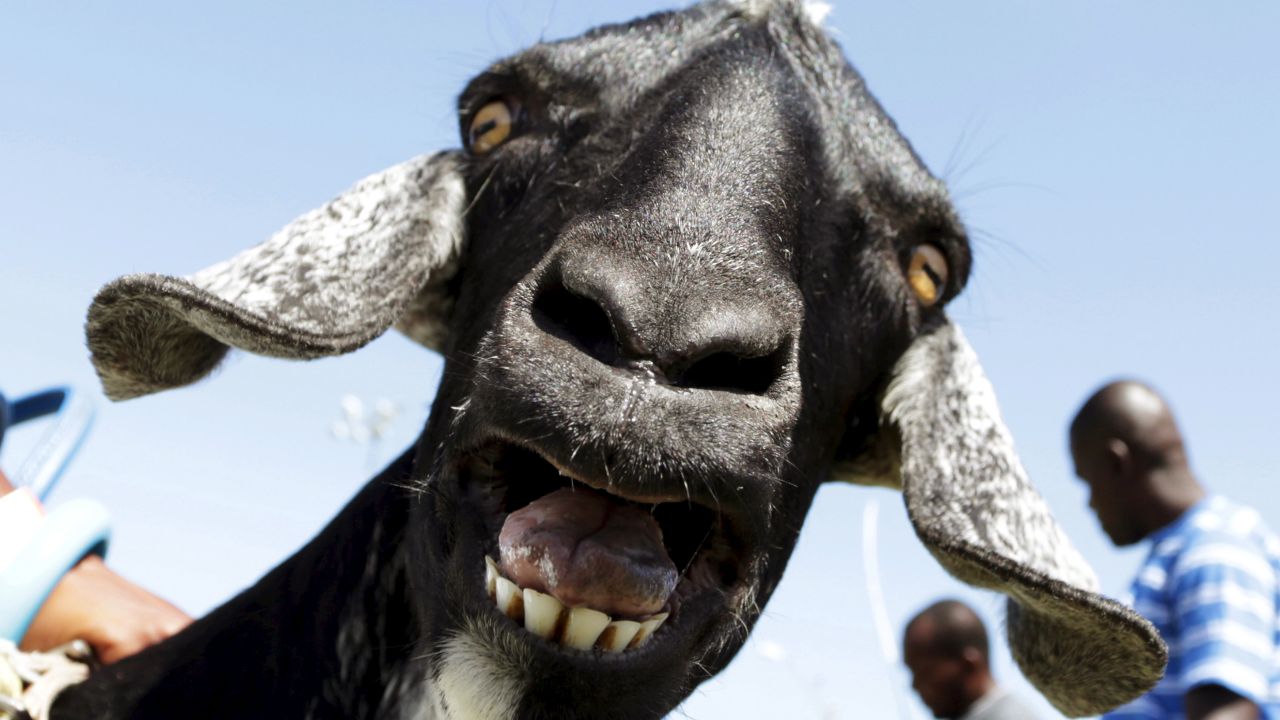 A goat bleats as it is paraded with other goats during an annual goat-racing event in Tobago on Sunday, April 6.