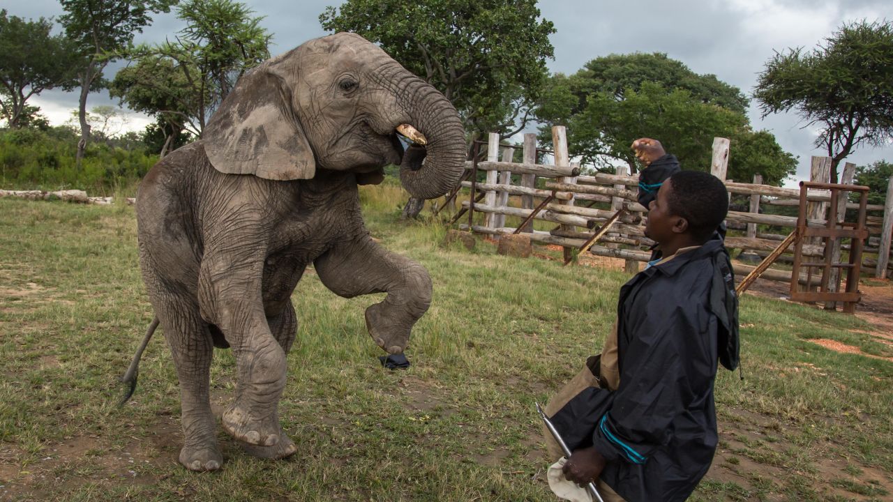 A baby elephant named Mamba tries to stand on its rear legs at a game park in Selous, Zimbabwe, on Tuesday, April 7. Zimbabwe, home to 80,000-100,000 elephants, is considered one of the world's prime elephant sanctuaries.