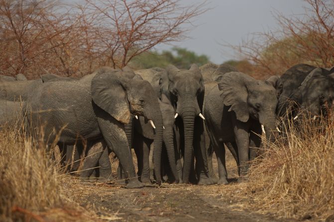 <strong>ADVENTURE -- Zakouma National Park, Chad: </strong>After years of being targeted by poachers, the elephant population of Zakouma National Park is on the rise for the first time in decades. 