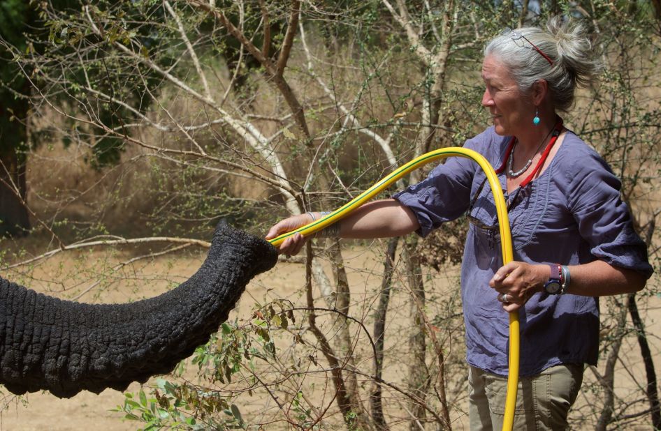 Zakouma conservationist Lorna Labuschagne fills a thirsty elephant's trunk. An adult can take in 10 liters before pouring it into its mouth.