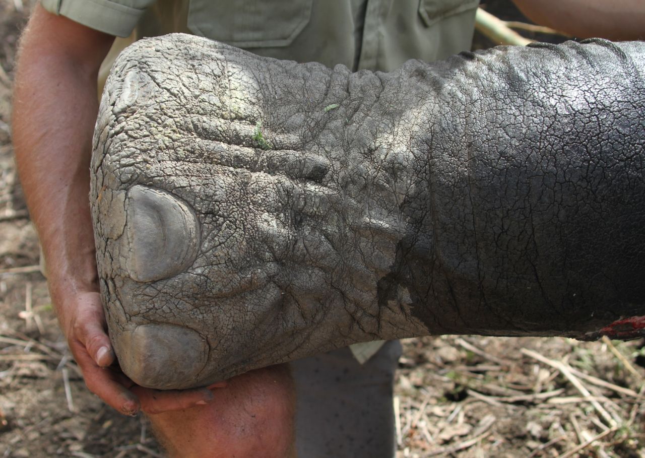 On this mission, a veterinarian treated a festering wound in an elephant's foot, most likely from a poacher's bullet in the days when poaching was out of control in the park.