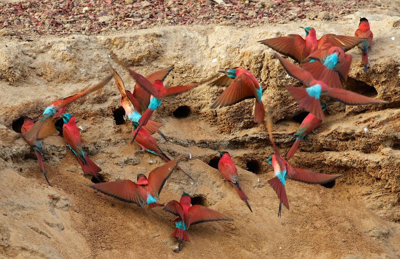 But Zakouma isn't just for elephants -- the park is also home to a variety of bird species, including the the carmine bee-eater.