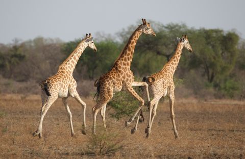 About half of Africa's population of Kordofan giraffes also live in the park.