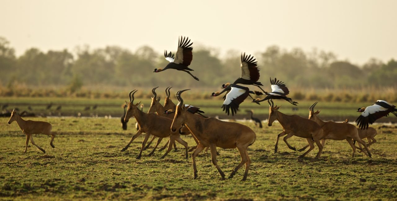 An abundance of antelope species -- including the hartebeest -- roam the 3,000-plus-square-kilometer park today. 