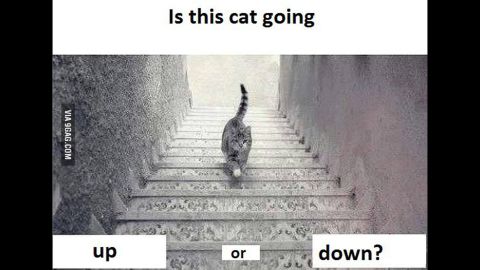Is the cat going up or down the stairs? People on social media are debating which way the cat is walking. Depends on how you look at it, right? Here are some other optical illusions that can trick the eye.