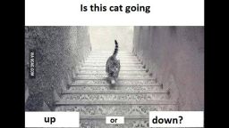 cat going up or down