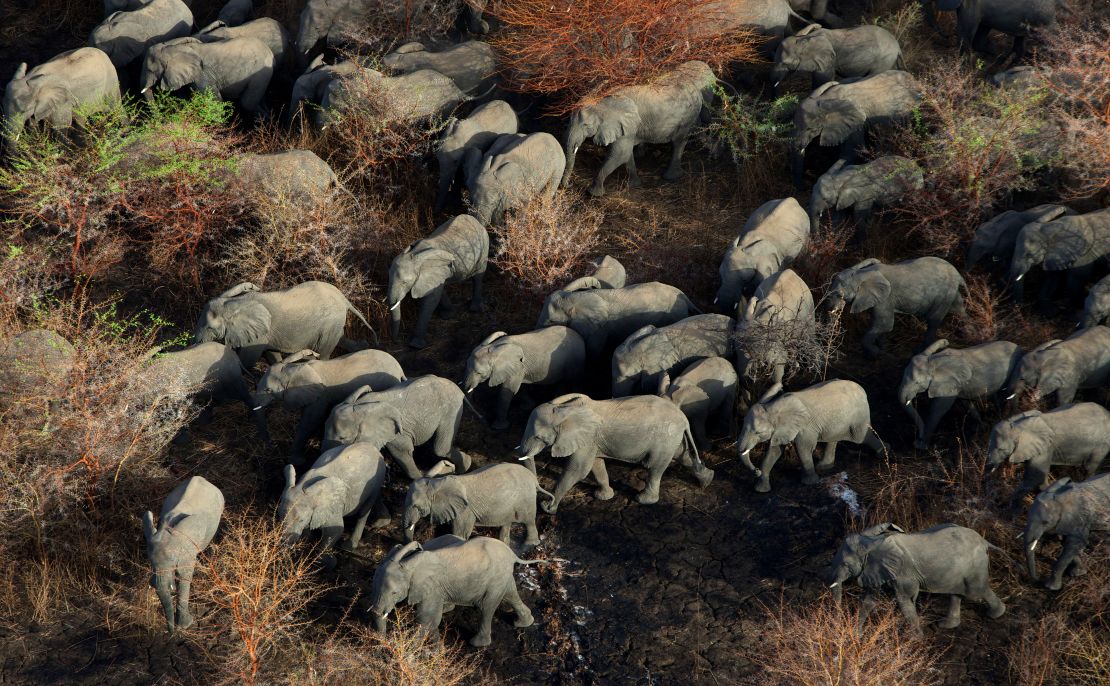 Elephant Herd Aerial