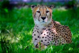 The cheetah, with its distinctive black spots, is considered the world's fastest land mammal with speeds up to 68 mph.