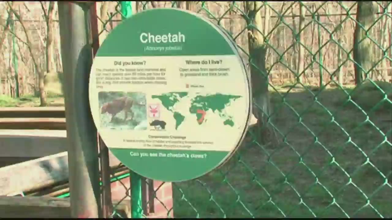 bts oh child falls into cleveland zoo cheetah exhibit_00005724.jpg