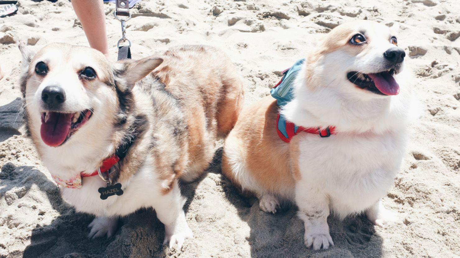 Corgis Hazel and Sneakers pose at the So Cal Corgi Beach Day, which drew over 500 of the beloved dogs and their owners to Huntington Beach, California.