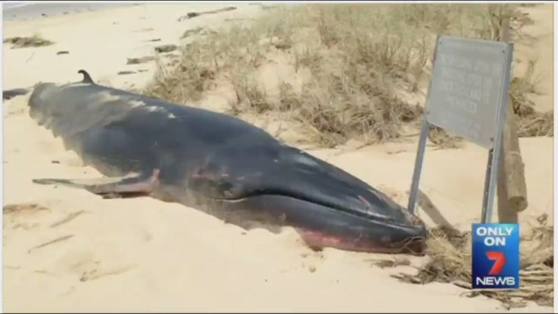 Rare Whale Washes Onto Beach | CNN