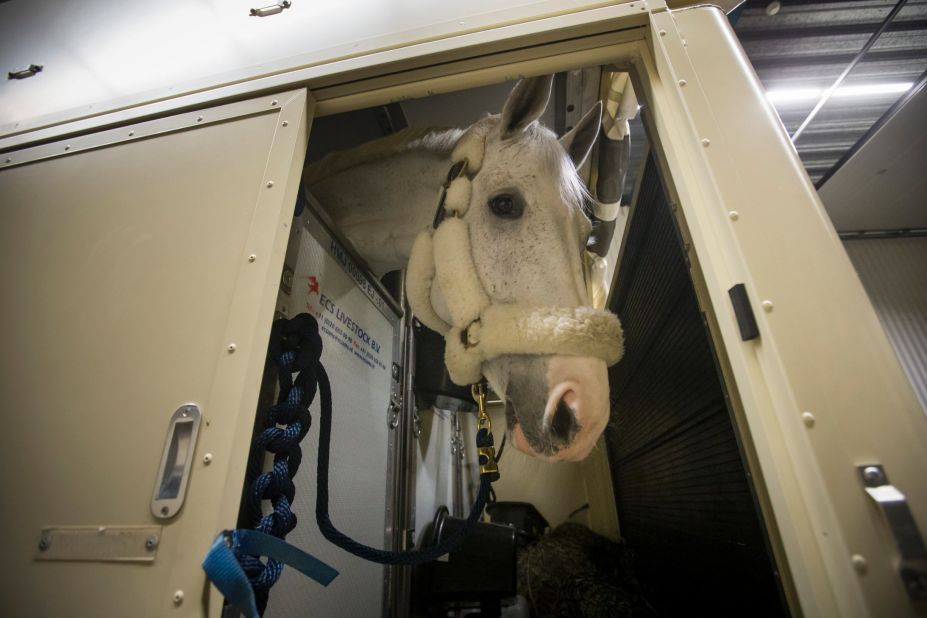 Forty or so horses assembled at Amsterdam's Schiphol airport, cared for by 10 assistants, known as grooms. Grey gelding Cornet D'Amour, who won last year's Longines World Cup jumping final with Germany's Daniel Deusser, prepares to board.