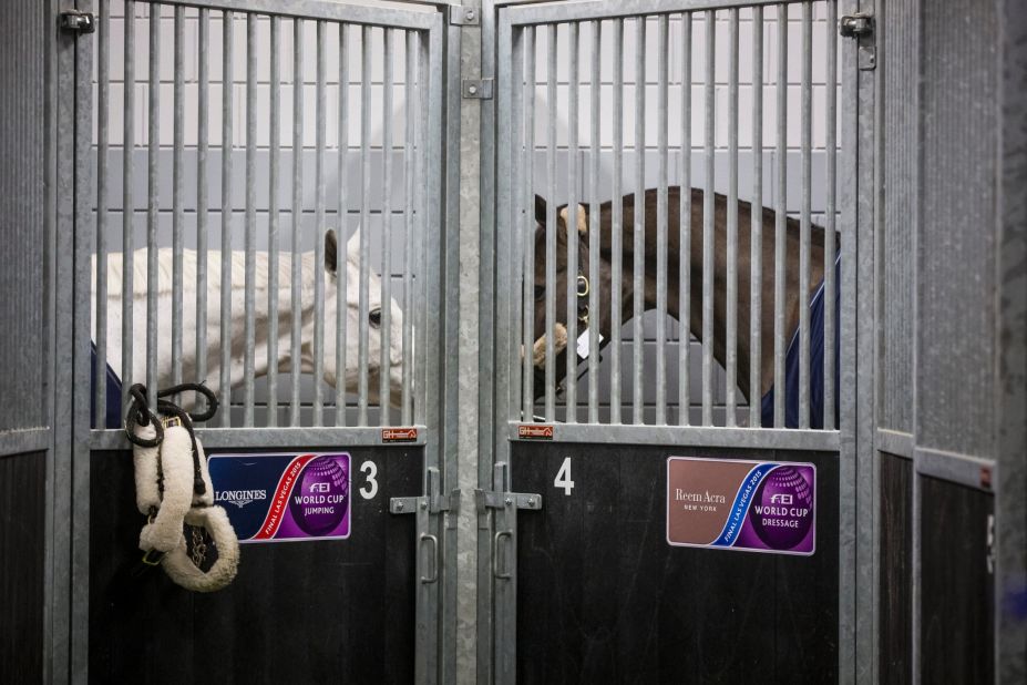 Horses are supervised by a vet while loading takes place. These two are as good as horses get: on the left, showjumping World Cup champion Cornet D'Amour. On the right, dressage Olympic, world, European, and World Cup champion Valegro.