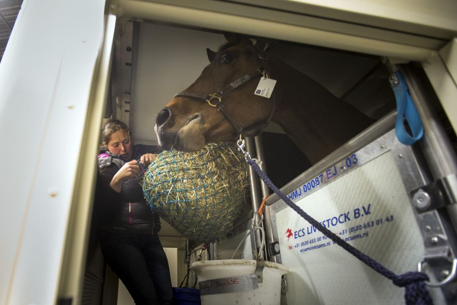 Tim Dutta, whose company organizes air travel for horses, says some are accustomed to flying and others are more wary. Here, Swiss rider Martin Fuchs' horse -- PSG Future -- gets a treat from groom Emma Uusi Simola.