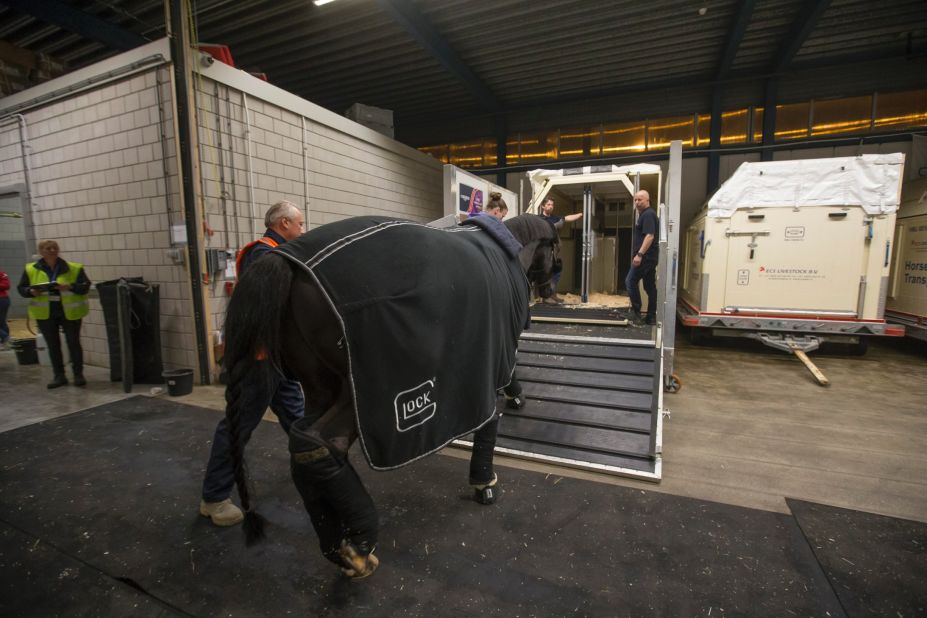 Dutch dressage rider Edward Gal's gelding, Glock's Undercover, is introduced to a stall ready for the flight. The full loading process takes around three-and-a-half hours.