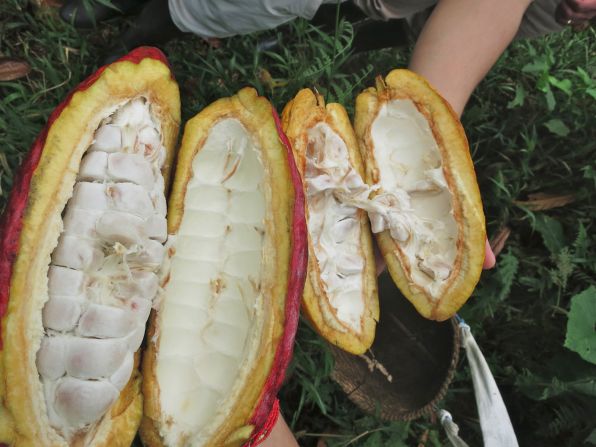 Ecuador is the world's largest exporter of fine cacao beans. The country produces some of the best chocolate ingredients due to the favorable terroir -- rich volcanic soil and equator climate.