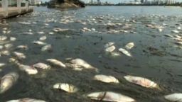 Dead fish have repeatedly washed up in Rodrigo de Freitas Lagoon in Rio de Janeiro.