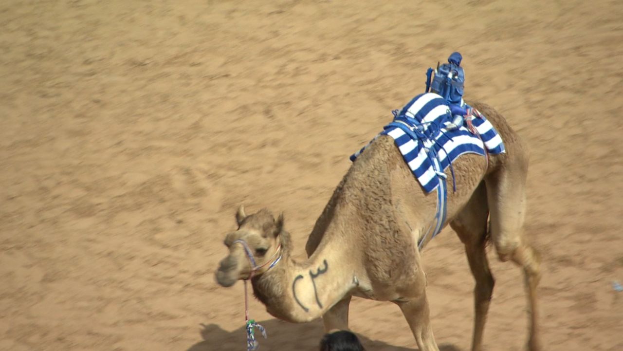 ctw pkg jensen uae camel racing_00011423.jpg