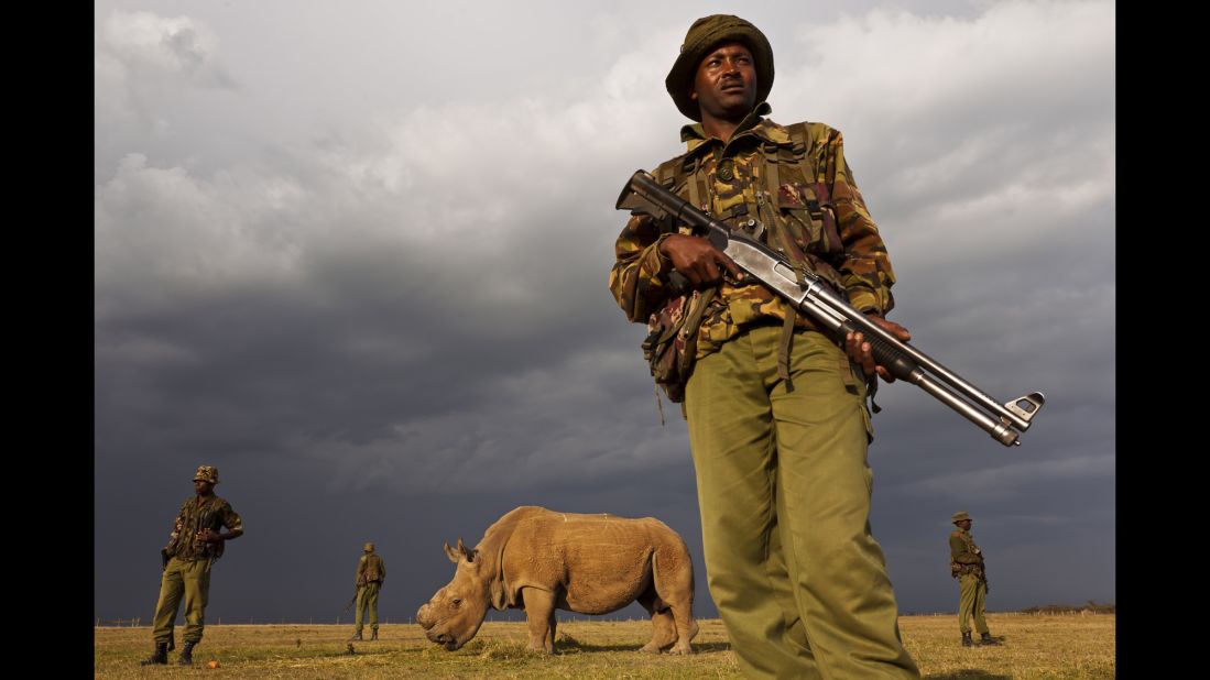 In Kenya, where three of the remaining northern white rhinos live, armed guards prevent poaching.