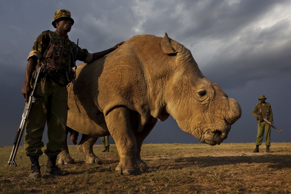Sudan, the world's last remaining male northern white rhino, has joined Tinder in a bid to successfully breed and save the species.