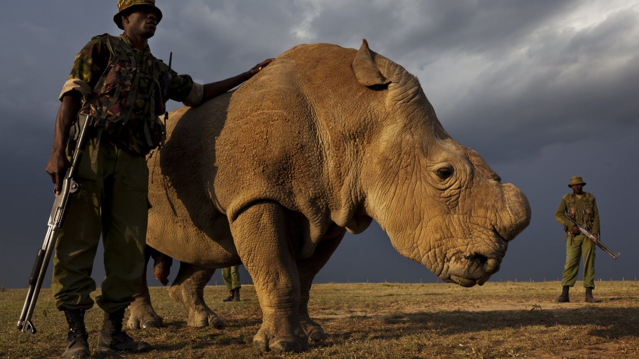 RESTRICTED ONE TIME USE


OL PEJETA CONSERVANCY, KENYA, JULY 2011:  A four man anti-poaching team permanently guards Northern White Rhino on Ol Pejeta Conservancy in Kenya, 13 July 2011. The Ol Pejeta Conservancy is an important ??únot-for-profit??ù wildlife conservancy in the Laikipia District of Kenya and the largest sanctuary for black rhinos in East Africa. It is also the home of 4 of the world's remaining 8 Northern White Rhino, the worlds most endangered animal. There has been an increase in poaching incidents on Ol Pejeta recently, in line with a massive worldwide increase in rhino poaching linked to the rise in the Asian middle class. Anti-poaching teams provide close protection to the rhino, with 24 hour observation over all rhino on Ol Pejeta and 24 hour armed guard protection over the 4 Northern White Rhino who are kept in their own Boma area. The team have developed extraordinary relationships with these Rhino, leaning on them, scratching them and displaying tremendous affection towards these most endangered of animals. Each of the men in these teams feels a genuine vocation towards the protection of these animals, something the rhino seem to sense, and this emerges on a daily basis as the men walk with the rhino through their day. (Photo by Brent Stirton/Reportage for National Geographic.)