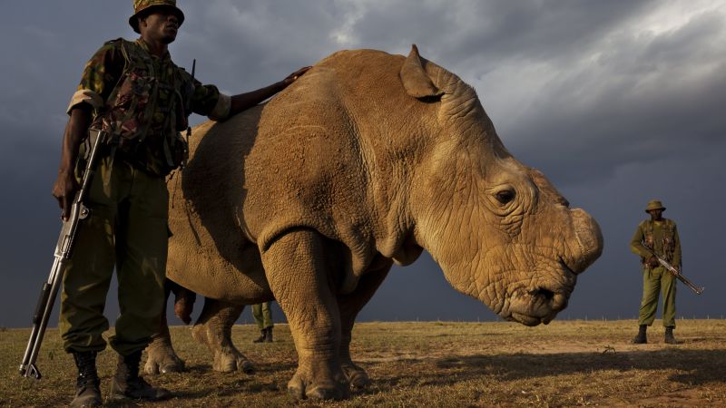 World’s last male northern white rhino joins Tinder | CNN