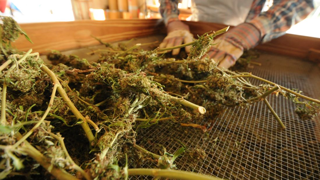 After the plants have been thoroughly dried, they are processed to ensure that the marijuana is completely clean and devoid of seeds, stems, stalks and debris.