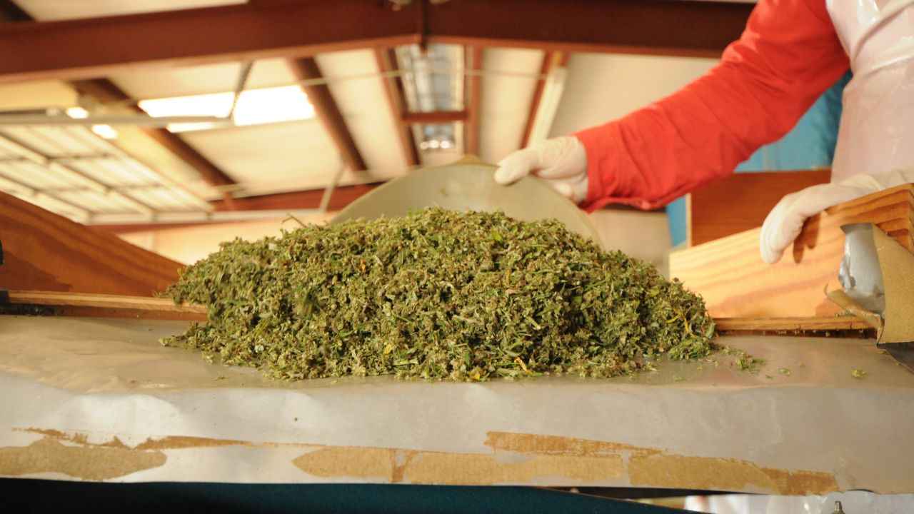 The final product is this processed marijuana, which accounts for 14% to 16% of the weight of the whole plant.