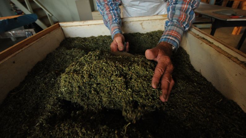 The marijuana produced at the University of Mississippi is then stored in a DEA-approved vault, ready to be used in federally approved studies.