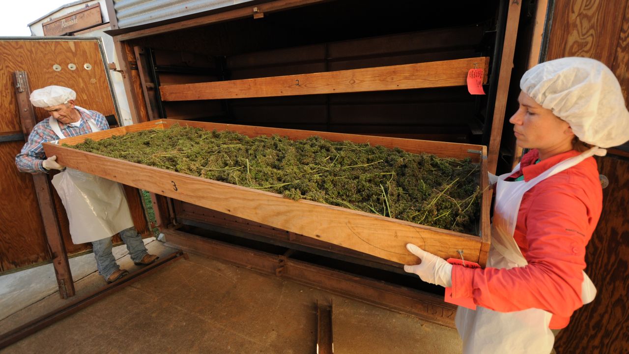 After being harvested, the marijuana is placed on racks in a dark, climate-controlled vault to be dried.