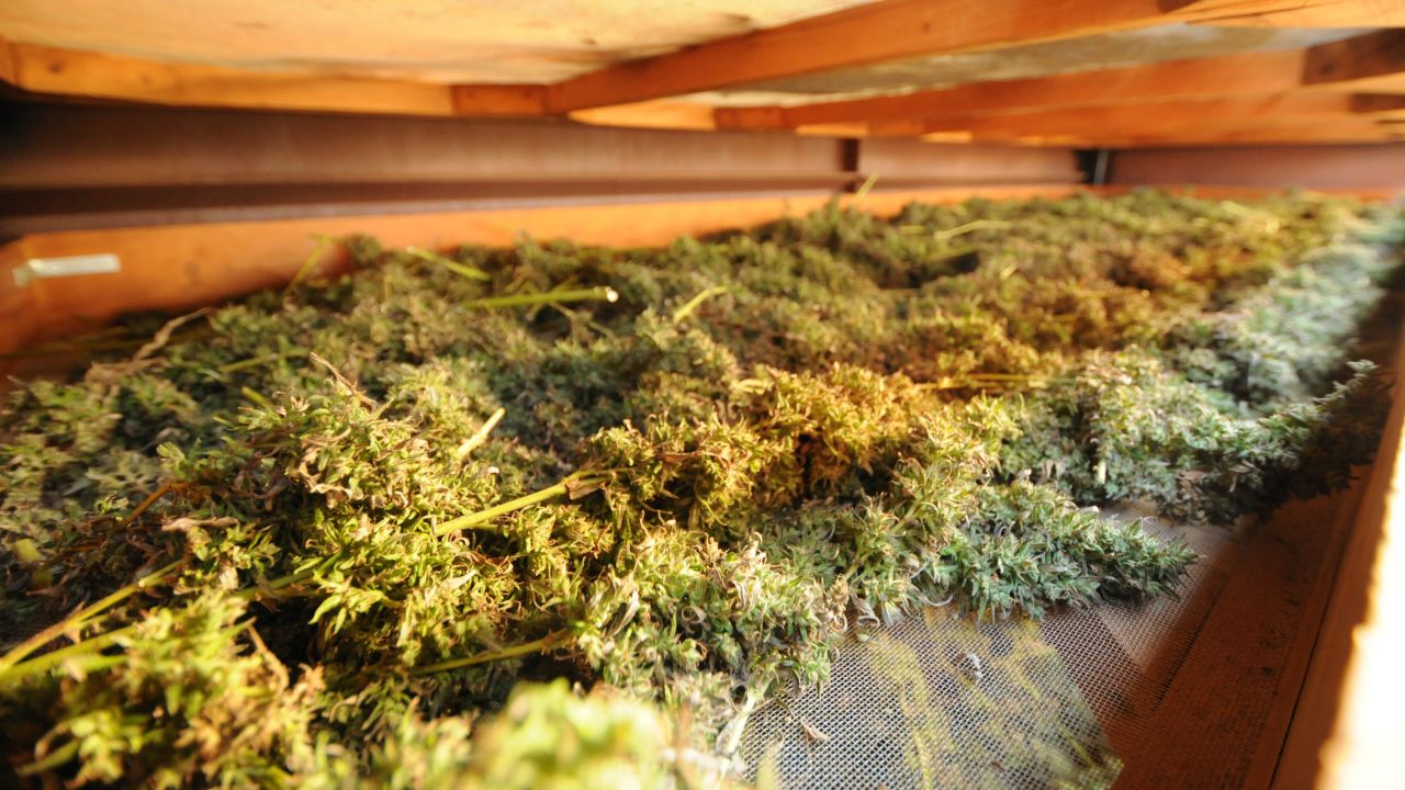 The marijuana at the lab is dried on screens, which allows airflow from all directions.