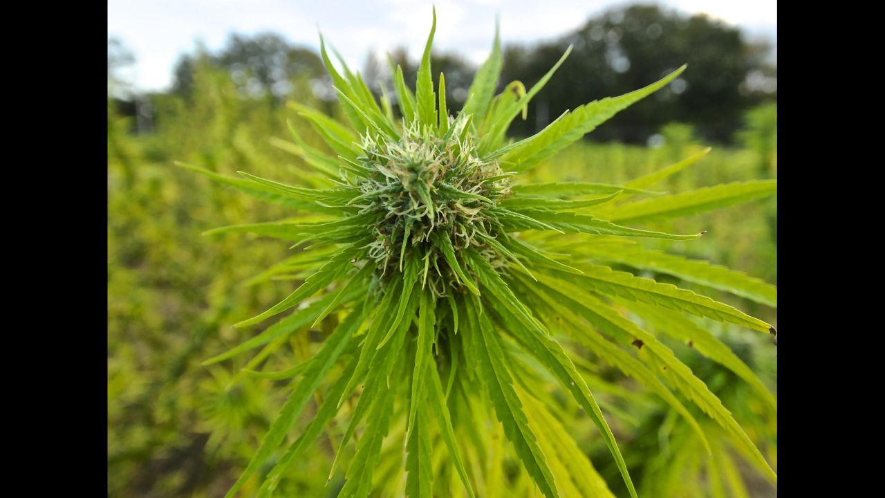 The University of Mississippi was selected in 1968 to exclusively provide the marijuana needed for government-approved studies. At first, it tested marijuana seized by the government. It wasn't until the 1970s that the farm started producing its own research-grade cannabis.