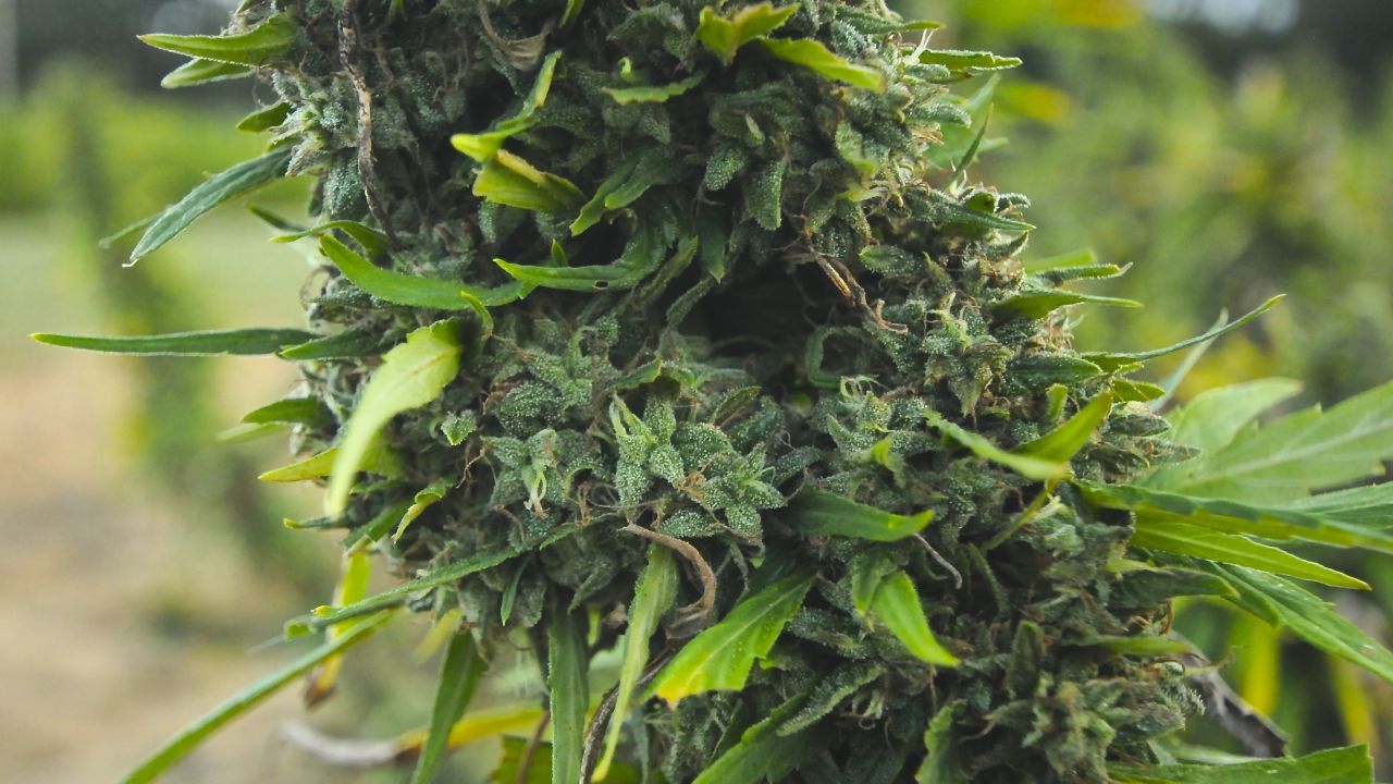 Before 2014, the last time marijuana was grown at the University of Mississippi was 2007.